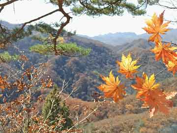 最準(zhǔn)一肖一碼100%146期 05-13-15-24-27-39E：16,最準(zhǔn)一肖一碼100%預(yù)測(cè)，揭秘彩票背后的秘密與策略